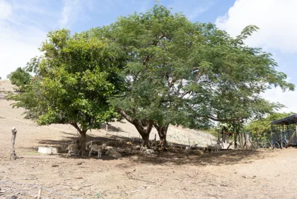 ¿Sueñas con tu finca? la guía definitiva para evaluar y financiar la compra de tierra agrícola en Puerto Rico 